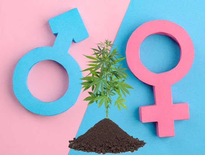 cannabis plants are male or female